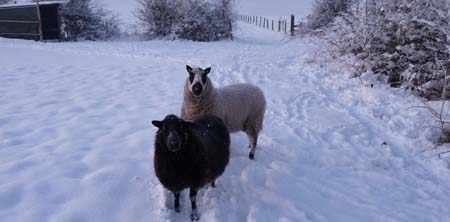Fishers Mobile Farm sheep in winter